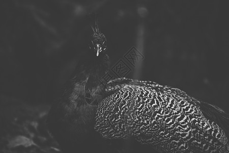 白天美丽的孔雀户外野生动物野鸡尾巴兽头动物羽毛背景图片