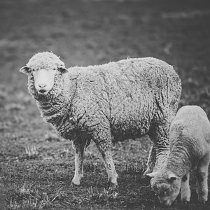 白天在农场里撒羊兽蹄羊肉家畜农村羊毛农业动物背景图片