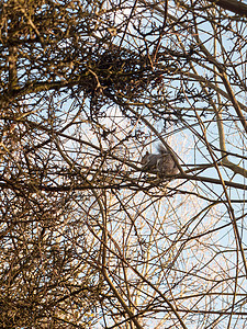 在树冠状树枝上 灰松鼠在吃生物林地荒野栖息地眼睛自然公园花园毛皮哺乳动物图片