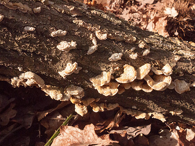 林木木树桩上大量小型种植的秋天括状真菌林地架子多孔树干木头环境菌类地衣苔藓季节图片