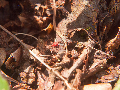 森林棕色秋秋底泉水上的小红甲虫图片