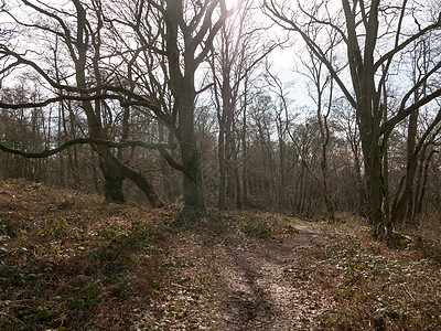 英国林地树光秃秃的树枝秋天春天森林景观 n绿色植物木头植物国家树干季节松树土地风景公园图片