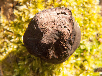 黑色真菌球树桩Bolton Ces 德不  阿尔弗雷德国王的蛋糕衰变食用菌植物群木耳森林植物食物摄影宏观海藻图片