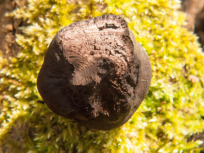 黑色真菌球树桩Bolton Ces 德不  阿尔弗雷德国王的蛋糕森林食物自然食用菌球形同心圆海藻衰变林地植物图片