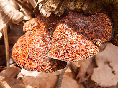 薄荷胶囊蘑菇树的底部密闭 立木宏观细节图片