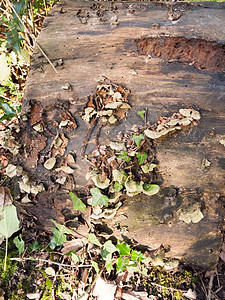 木桩上生长的绿括状真菌图片
