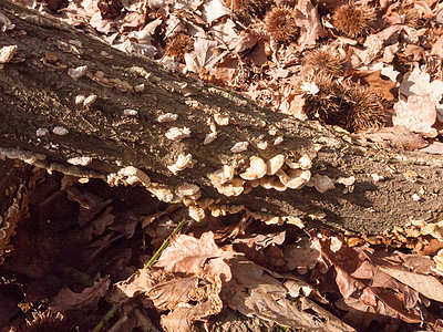 林木木树桩上大量小型种植的秋天括状真菌林地树干季节蘑菇果皮菌类地衣荒野森林多孔图片