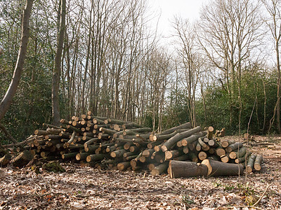 木木立木树干 砍掉林木环境日志砍伐记录森林木材壁炉林业生态材料图片