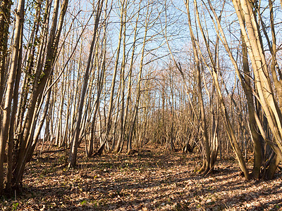 森林林地高处 树内木林中有许多树木裸露的树干农村环境晴天旅行荒野木头植物阳光桦木公园图片