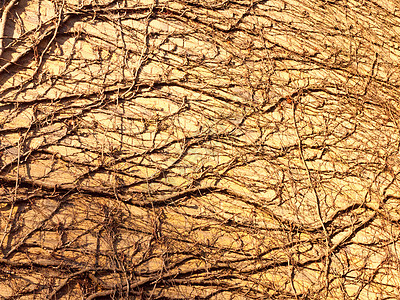 墙边砖房树藤在阳光下的质感风化褪色墙纸材料藤蔓水泥建筑学植物爬行者背景图片