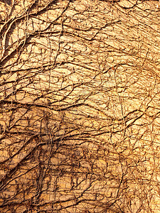 墙边砖房树藤在阳光下的质感褪色墙纸建筑学藤蔓植物风化材料水泥爬行者背景图片