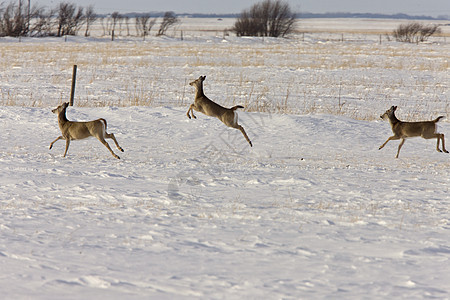冬季鹿场地季节动物棕色野生动物荒野降雪哺乳动物图片