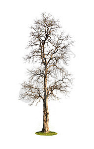 白色背景上隔绝的大树木头植物生活生长生态季节树木阔叶叶子森林图片