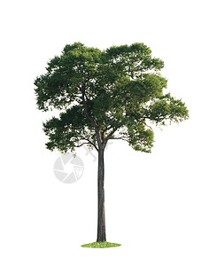 白色背景上隔绝的大树树干植物学阔叶林业树木收藏生长季节植物绿色图片