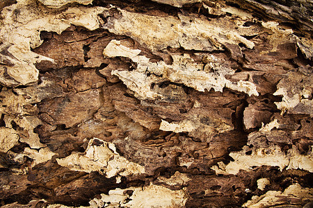 树皮纹理图案 背景木皮老化树干材料森林橡木皮肤植物木头棕色公园图片