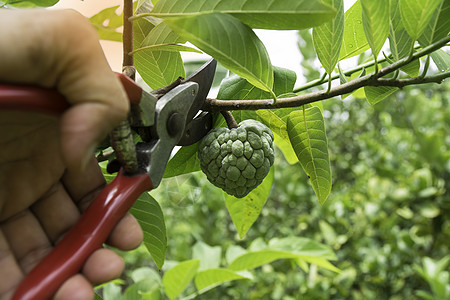 园丁播种奶油苹果树 在Natu上剪剪剪图片