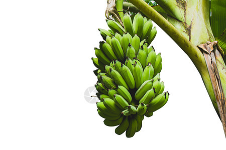 香蕉与香蕉树隔离在白色背景与 cli图片
