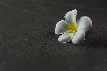 桌子上甜美的花朵 黑色背景的白花和复制品图片