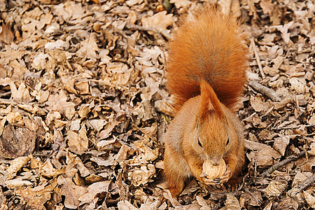 红松鼠在地面上吃胡桃木头公园花园核桃动物饮食食物哺乳动物坚果森林图片