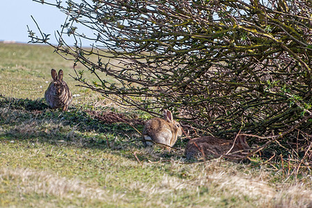 欧洲哈雷斯靠近苏塞克斯的希望差距动物荒野哺乳动物水平天兔草地棕色场地绿色动物群图片