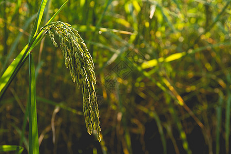 靠近泰国的黄绿稻田图片