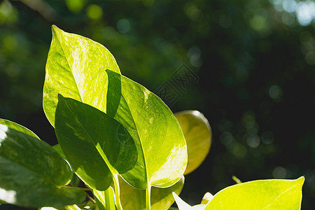 绿叶大绿新鲜植物特写图片