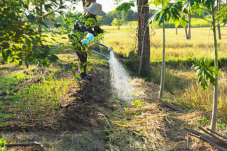 人从水罐中浇灌植物 园圃和雨水图片