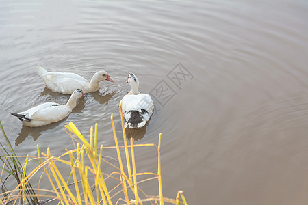 野生动物中的鸭子 鸭子在阳光下的湖泊或河流中游泳 l图片
