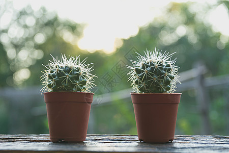 在树盆的仙人掌 woodcactus 在木桌上的仙人掌植物植物群绿色生长植物学热带肉质叶子沙漠园艺白色图片