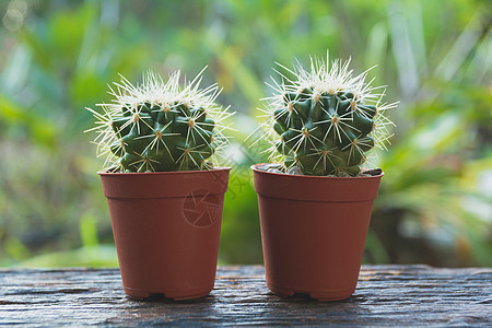 在树盆的仙人掌 woodcactus 在木桌上的仙人掌植物绿色植物学白色生长园艺花园植物群肉质叶子沙漠图片