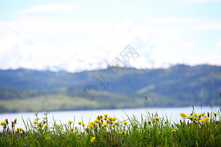 鲜花 山山和峡湾图片