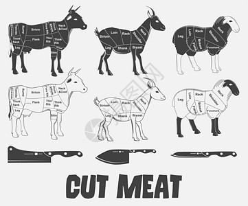 英国切羊肉 牛肉 牛肉 山羊或动物图表肉农场胸部屠宰场脖子腰部屠夫肩膀小腿肋骨插图图片