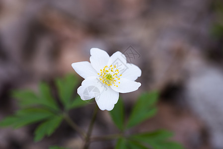 风向风速仪春野花 木葵 风向 阿内蒙纳莫罗萨野生动物生活植物群太阳植物晴天草地海葵星星花园背景