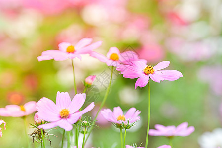 粉色宇宙在宇宙田里开花生态场景极乐植物学花粉植物荒野环境植物群雏菊图片