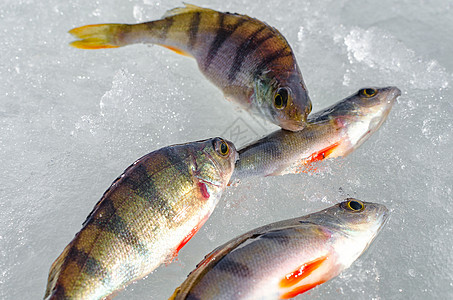 从冰上冬季捕鱼气候淡水闲暇渔夫战利品季节活动爱好螺丝运动图片
