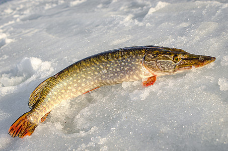 从冰上冬季捕鱼战利品活动白色旅行淡水运动季节气候渔夫爱好图片