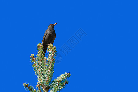树顶上的黑鸟图片