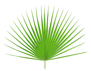 白背景孤立的棕榈叶生长植被植物学曲线绿色叶子植物衬套树叶白色图片