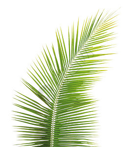 白种背景孤立的绿椰子叶棕榈热带绿色椰子图片