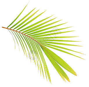 白背景孤立的绿棕榈叶树叶边界热带椰子绿色棕榈背景图片