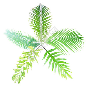 白背景孤立的绿棕榈叶棕榈边界树叶热带背景图片