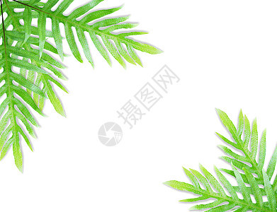 孤立的红叶生长植物学蕨类丛林生态热带绿色植物群荒野白色图片