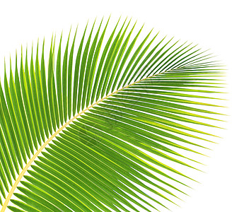 白背景孤立的绿棕榈叶叶子白色绿色椰子生长植物学热带植物衬套森林图片