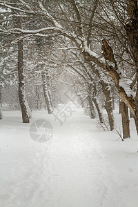 下雪的清晨小巷图片