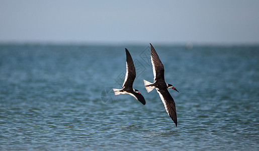 在克拉姆海滩上 黑斑马的一锁黑滑雪龙热带海岸线水禽游泳海岸滨鸟海洋海鸟野生动物飞行图片
