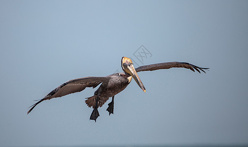 棕青鸟 白斑的西印度群岛海滩野生动物海洋海岸线白色支撑海岸飞行滨鸟棕色图片