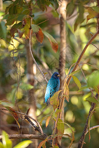 鸟饲料作为食物保护区沼泽鸟类野生动物图片