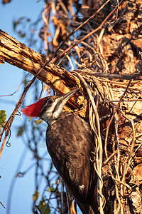 松树中长成的草原石斑鸟Dryocopus野生动物男性柏树湿地保护区鸟类沼泽紫杉图片