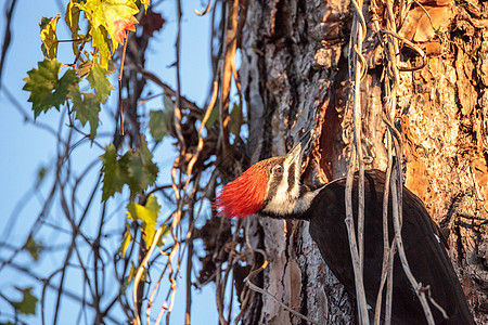 松树中长成的草原石斑鸟Dryocopus柏树紫杉鸟类沼泽男性保护区野生动物湿地图片