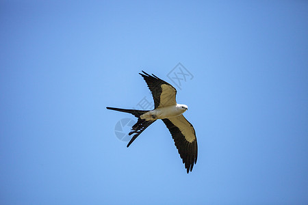 苍蝇 箭尾牛飞行风筝翅膀鸟类燕尾蓝天白鸟图片